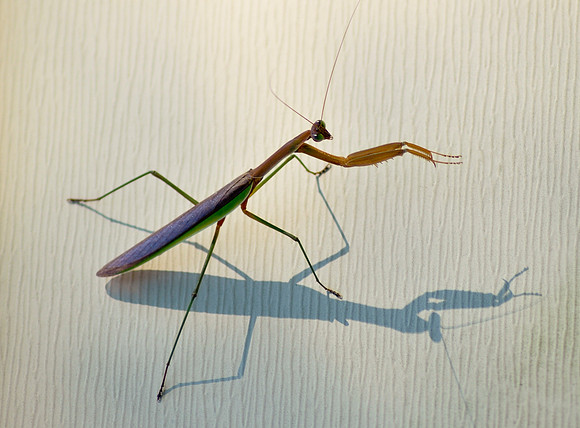 Praying Mantis 2013