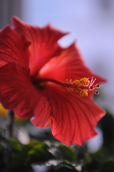 KNL_7199