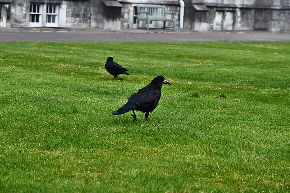 Kilkenny 8-3-24 004