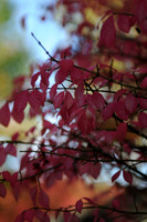 KNL_1099