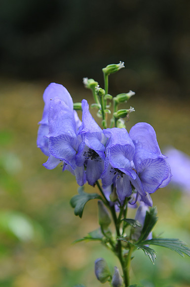 KNL_1210