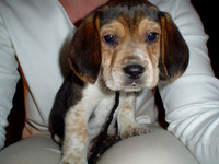 Marley 002