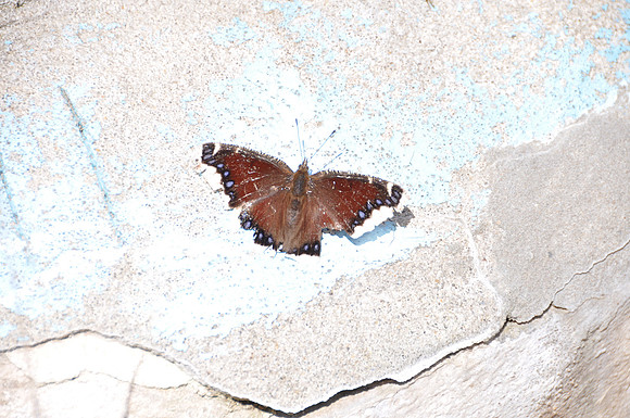 DSC_8987