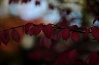 KNL_1097