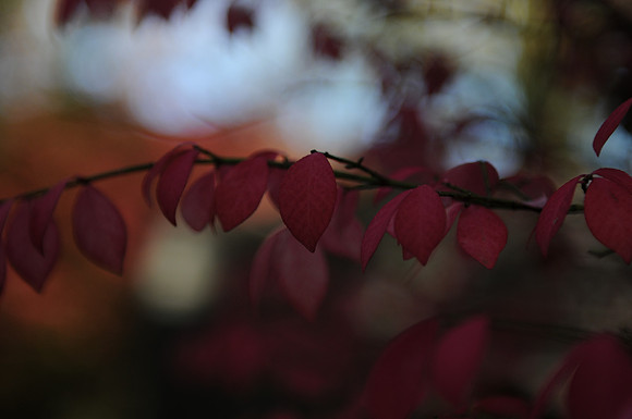 KNL_1097