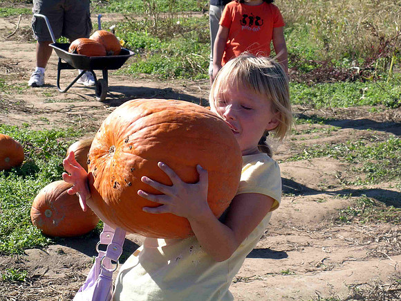VKL Solly Farm Pumpkin Patch 2007