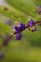 KNL_1107
