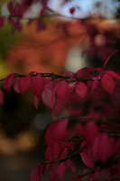 KNL_1098