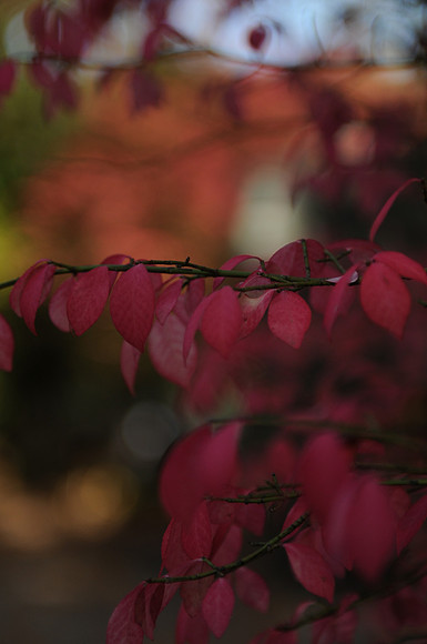 KNL_1098