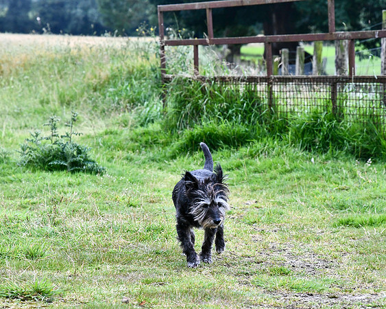 Jerpoint Farm Thomastown 8-3-24 013