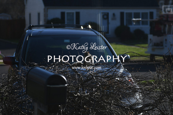 KNL_6190