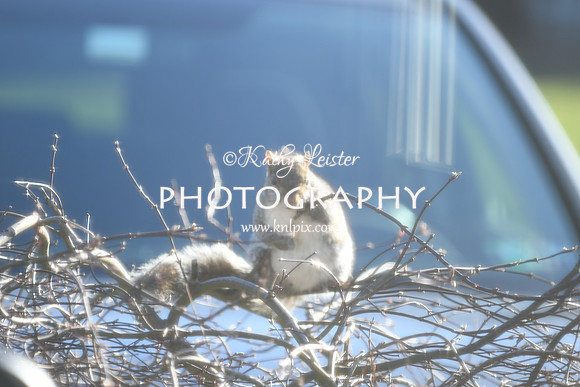 KNL_6194