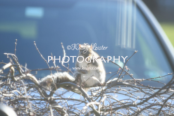 KNL_6195