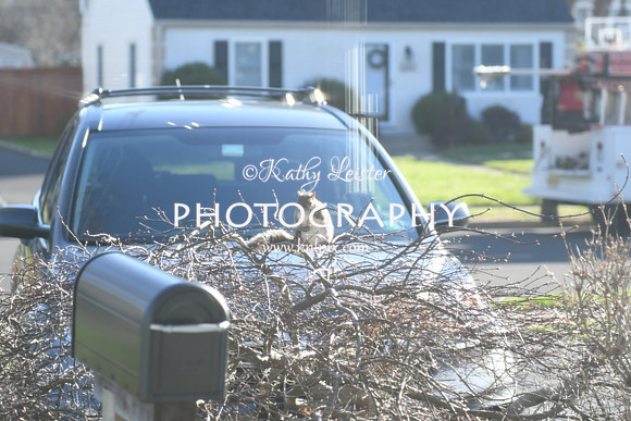 KNL_6193