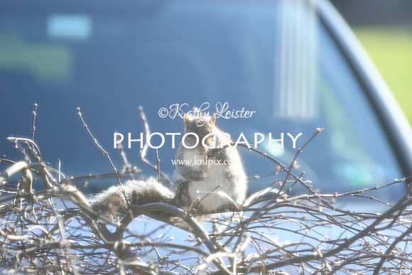KNL_6196