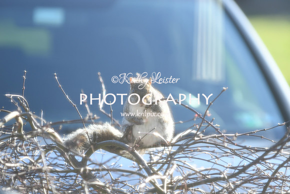 KNL_6197
