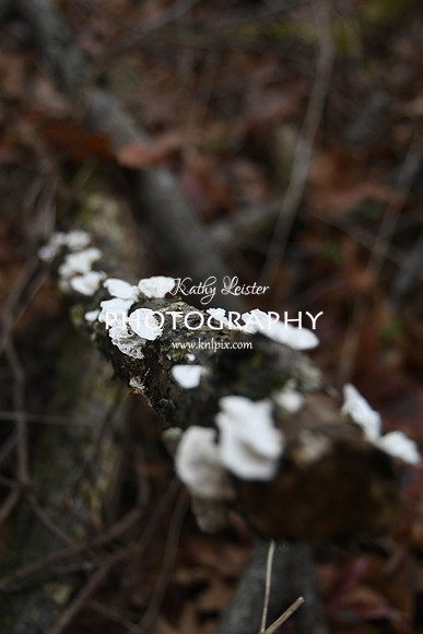 KNL_9697
