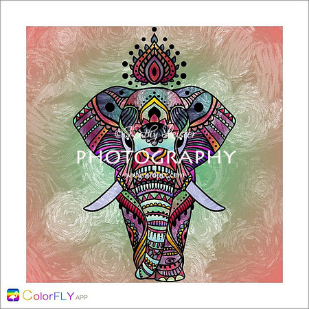 Crazy Elephant