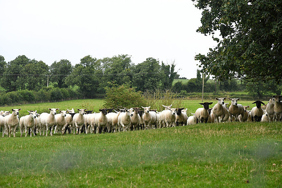 Jerpoint Farm Thomastown 8-3-24 008