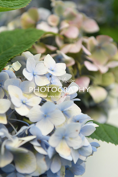 KNL_5712