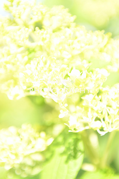 KNL_5718