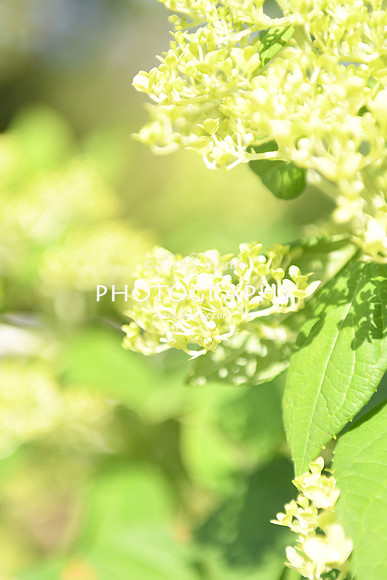 KNL_5719