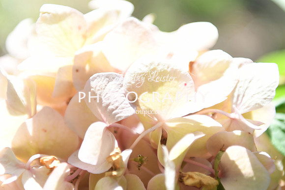 KNL_5724