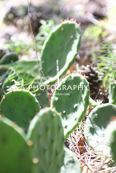 KNL_5726