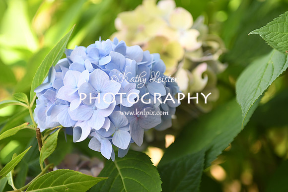 KNL_5729