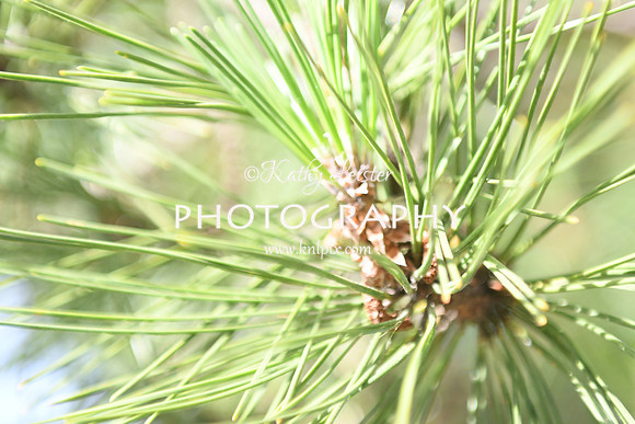 KNL_5734