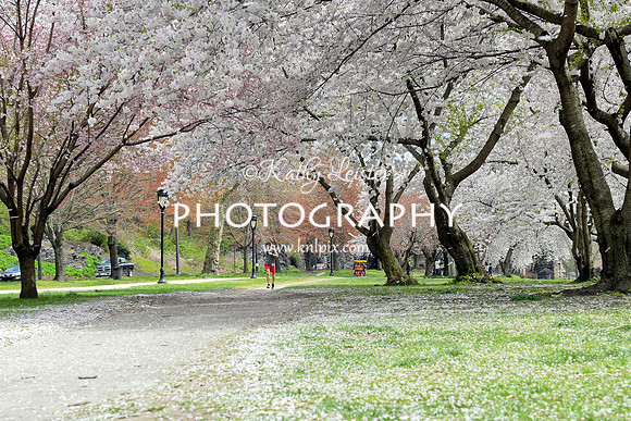 Kelly Drive Cherry Blossoms