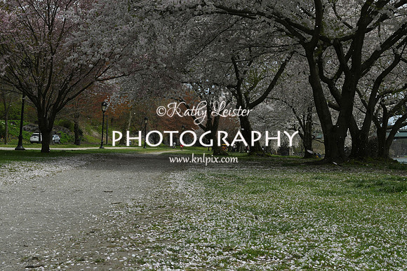 KNL_1641