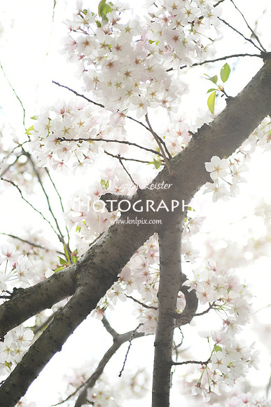 KNL_1647