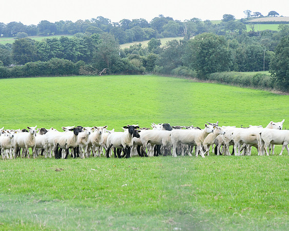 Jerpoint Farm Thomastown 8-3-24 009