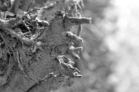 DSC_0585