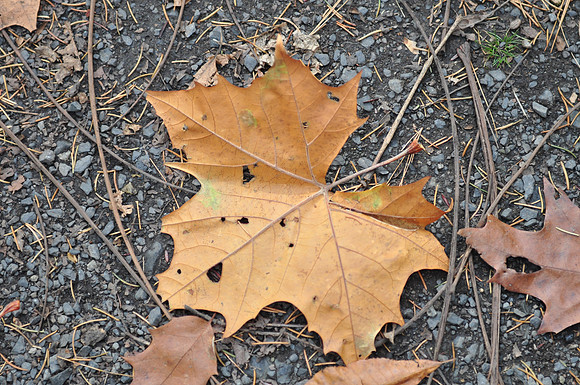 DSC_0601